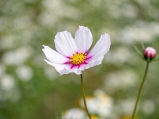 pink and white cosmos flower