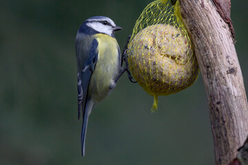 Blaumeise an Meisenknödel © Alexander von Düren
