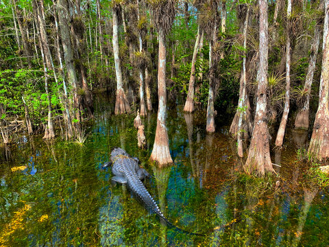 Alligator swimming in the shallow water in Big Cypress National Preserve.