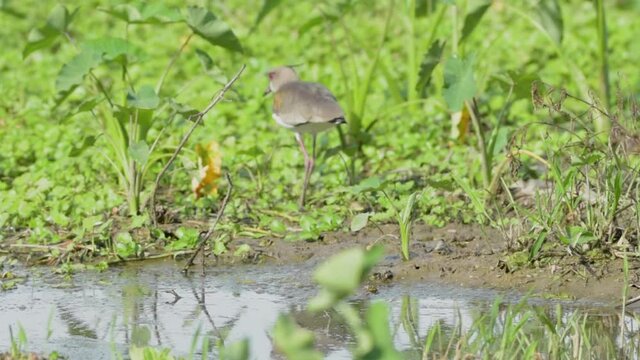 leque tero a orilla de laguna natural aliment&aacute;ndose 