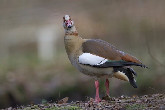 Nilgans schaut interessiert