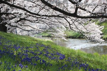 桜並木