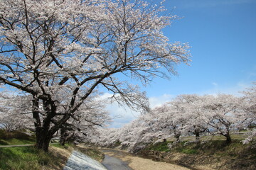Fototapeta na wymiar 桜並木