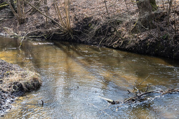A small brook in the forest