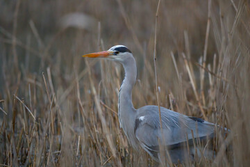 Graureiher steht im Schilf, Ümminger See, Nordrhein-Westfalen,Deutschland