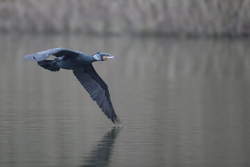 Ein Kormoran im Flug