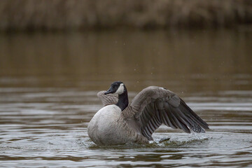 Eine Kanadagans beim Flügellüften