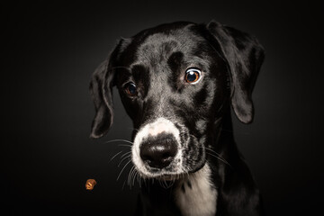 Hundefotografie