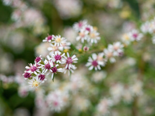 closeup of branch of woodland aster flower