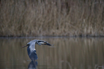 Graureiher im Flug, Ümminger See,Nordrhein-Westfalen,Deutschland