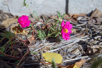  autumn flowers and leaves on the ground