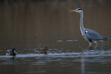 Graureiher und Stockenten, Ümminger See,Nordrhein-Westfalen,Deutschland