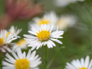 field of fleabane daisy flowers closeup