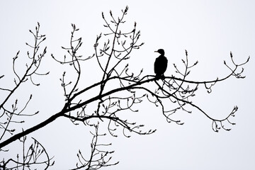 Ein Kormoran sitzt im Baum im Gegenlicht
