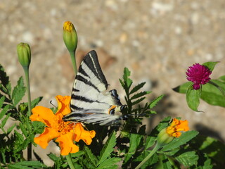 butterfly on a flower
