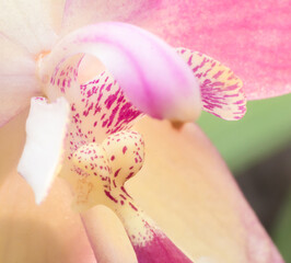 Macro blooming pink flower pollen in springtime.
