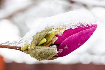 a magnolia flower bud in the snow close-up © Andrey Solovev