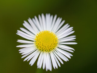narrow focus fleabane daisy flower macro