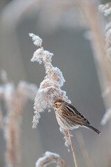Eine Rohrammer sitzt am Schilfhalm (Emberiza schoeniclus)