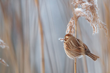 Eine Rohrammer sitzt am Schilfhalm (Emberiza schoeniclus)