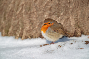 Ein Rotkehlchen sitzt in der Wintersonne und wärmt sich