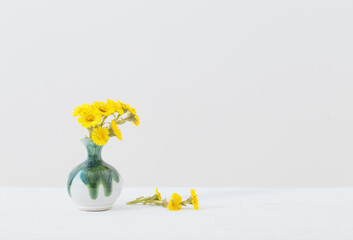 coltsfoot  flowers in ceramic vase  on white background