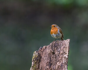 robin on a branch