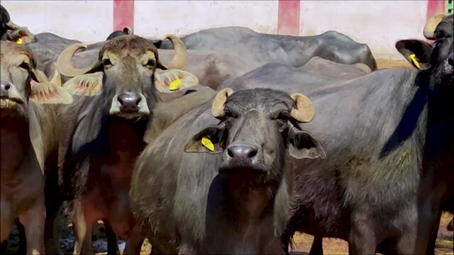Buffalo standing in a cattle yard