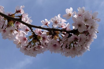 Fleurs de cerisier du Japon en gros plan