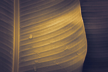 Gold color banana leaf texture banner background.