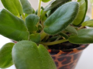 Juicy green leaves of a flower in a pot