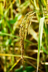 Beautiful golden ears of rice on a blurred background