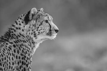 black and white cheetah