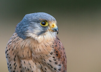 kestrel 