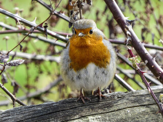 robin perched on the fence in spring sunshine