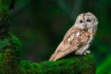 tawny owl