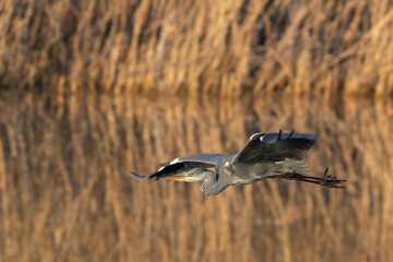 Graureiher im Flug, Ümminger See,Nordrhein-Westfalen,Deutschland