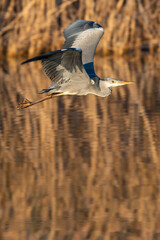 Graureiher im Flug, Ümminger See,Nordrhein-Westfalen,Deutschland