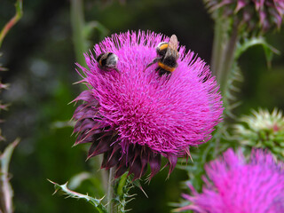 Abejas sobre flor cardo rosa