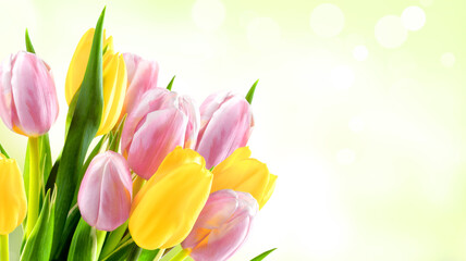 Bunch of yellow and pink tulips on a green blur background