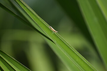 insects on the green leaf