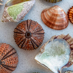 variety of sea shells and urchins top view closeup on white marble background