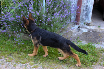 The pose of the champion. German shepherd puppy with canine competition posture
