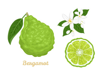 Bergamot set. Citrus fruit whole and slice, flowers and green leaves isolated on white background. Vector illustration in cartoon flat style. - obrazy, fototapety, plakaty