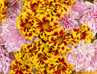 colorful chrysanthemum flowers top view closeup, natural pattern background