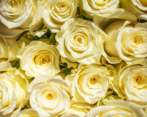 Obraz na płótnie Canvas pale white rose flowers top view closeup, natural pattern background