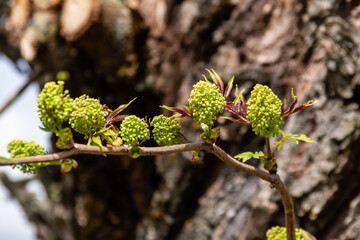 Wzgórza Sokólskie wiosną, Podlasie, Polska © podlaski49