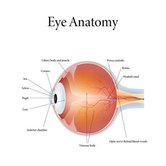 The human eye anatomy isolated on white background. Vector illustration.