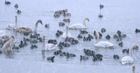 The mute swan, mallard, coots and other birds on a frozen lake during the snowfall, Soderica Lake, Croatia - Powered by Adobe