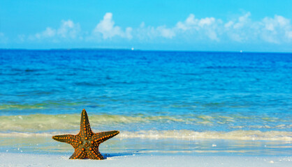 Fototapeta na wymiar Starfish on the beach background